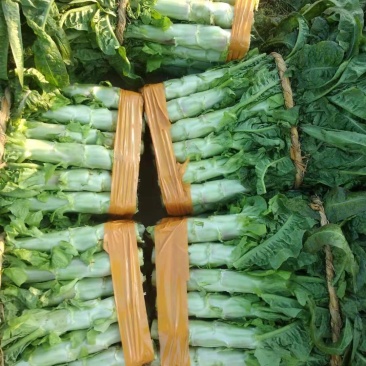 红尖叶莴笋大量上市了