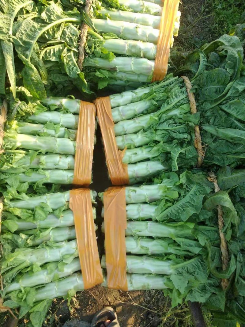 红尖叶莴笋大量上市了