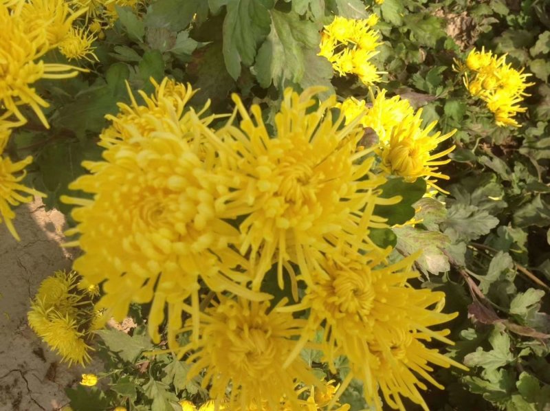 金丝皇菊
