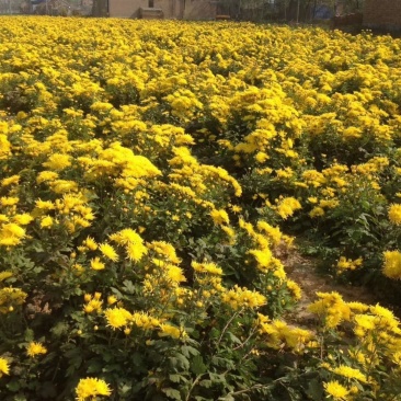 金丝皇菊