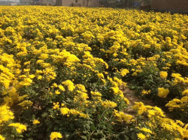 金丝皇菊