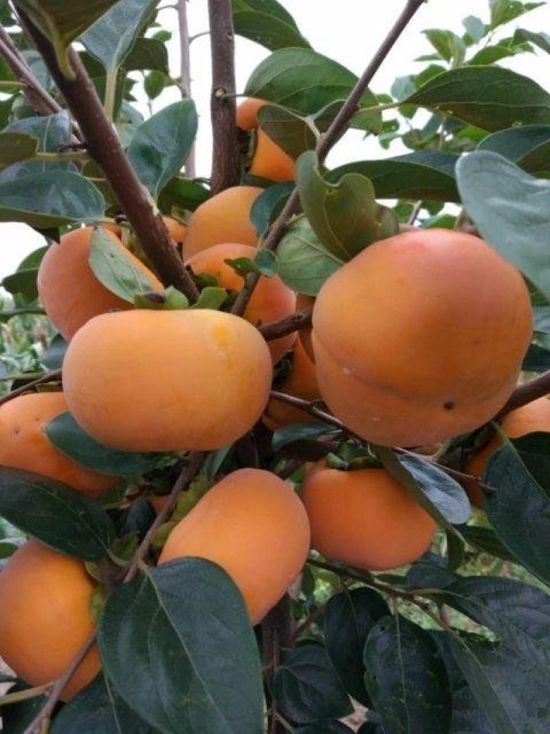 优质阳丰甜柿子嫁接的成品树苗
