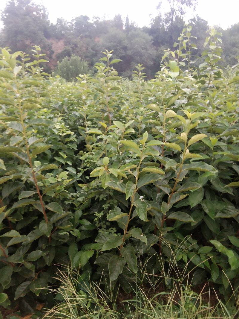 优质阳丰甜柿子嫁接的成品树苗