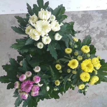 龙爪菊，三色爆盆菊花
