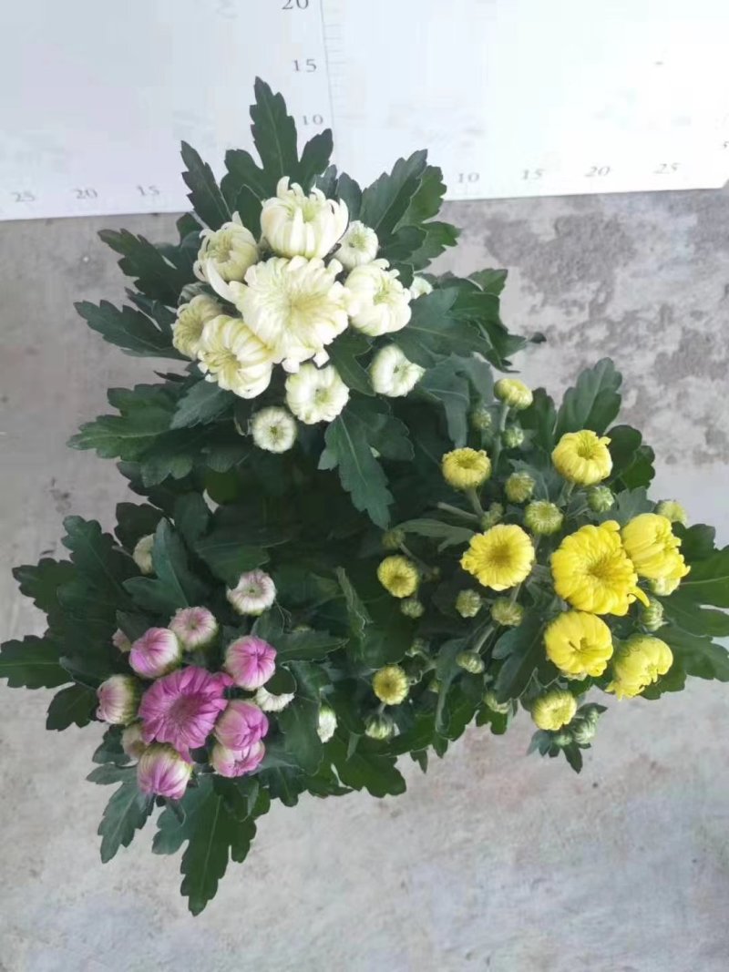 龙爪菊，三色爆盆菊花