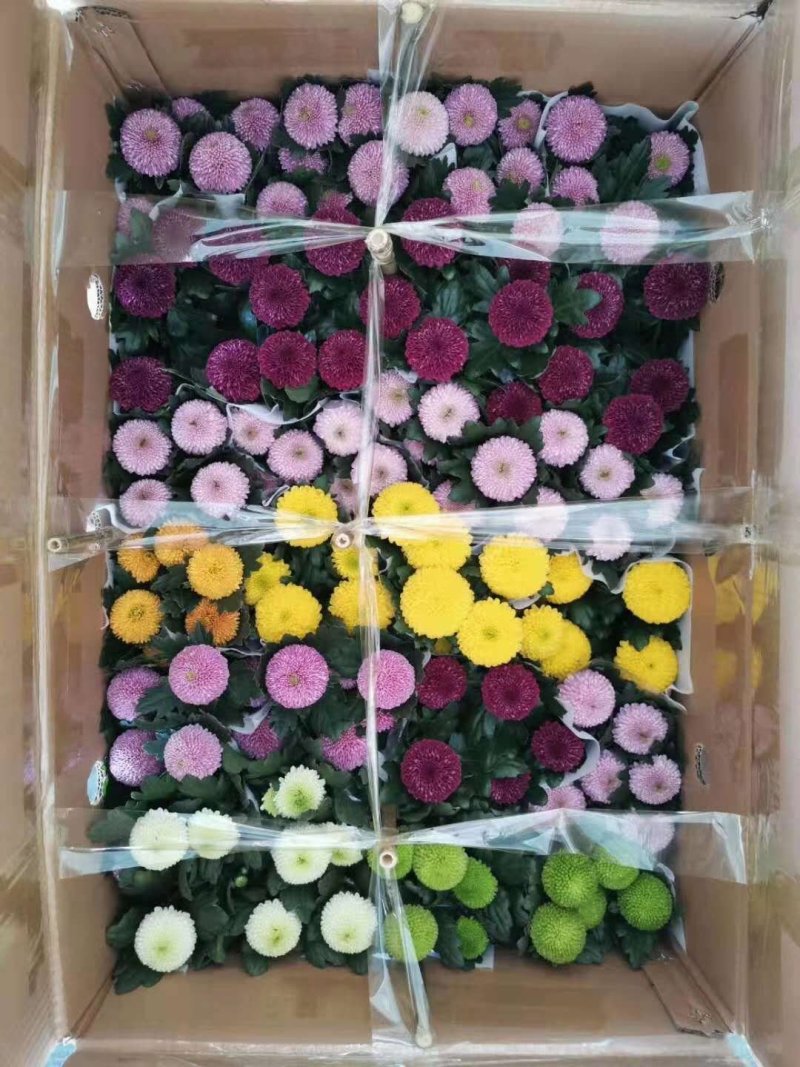 乒乓菊，菊花