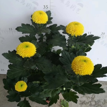 乒乓菊，菊花