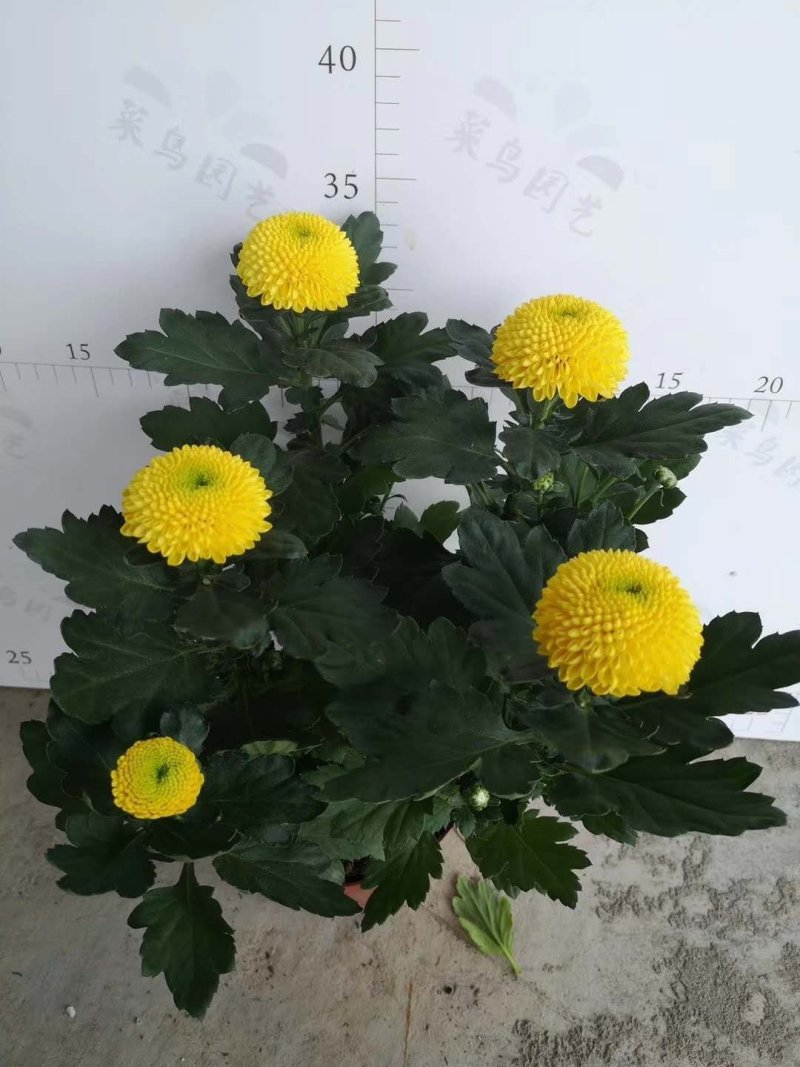 乒乓菊，菊花