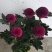 乒乓菊，菊花