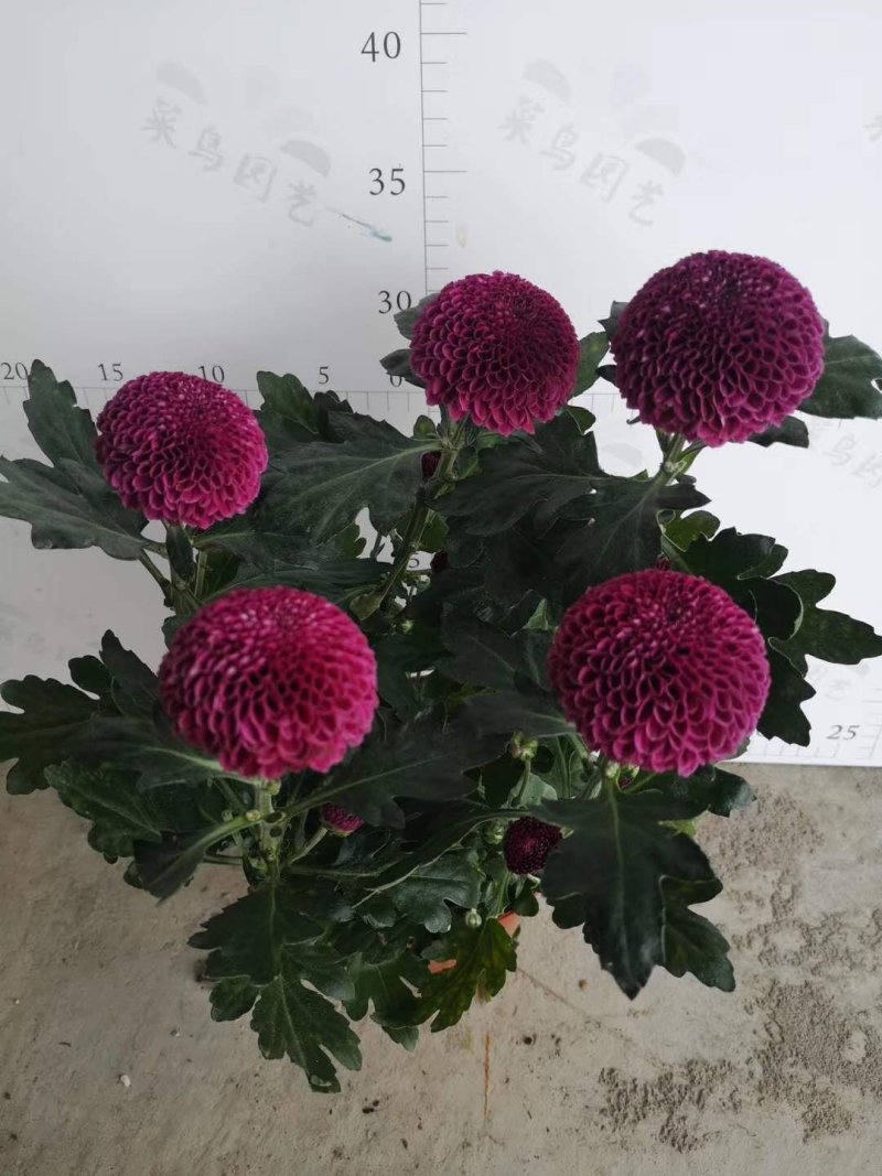 乒乓菊，菊花