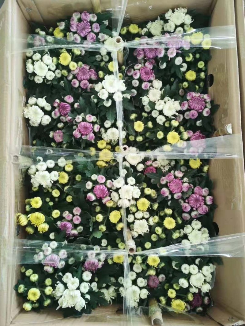 龙爪菊，三色爆盆菊花
