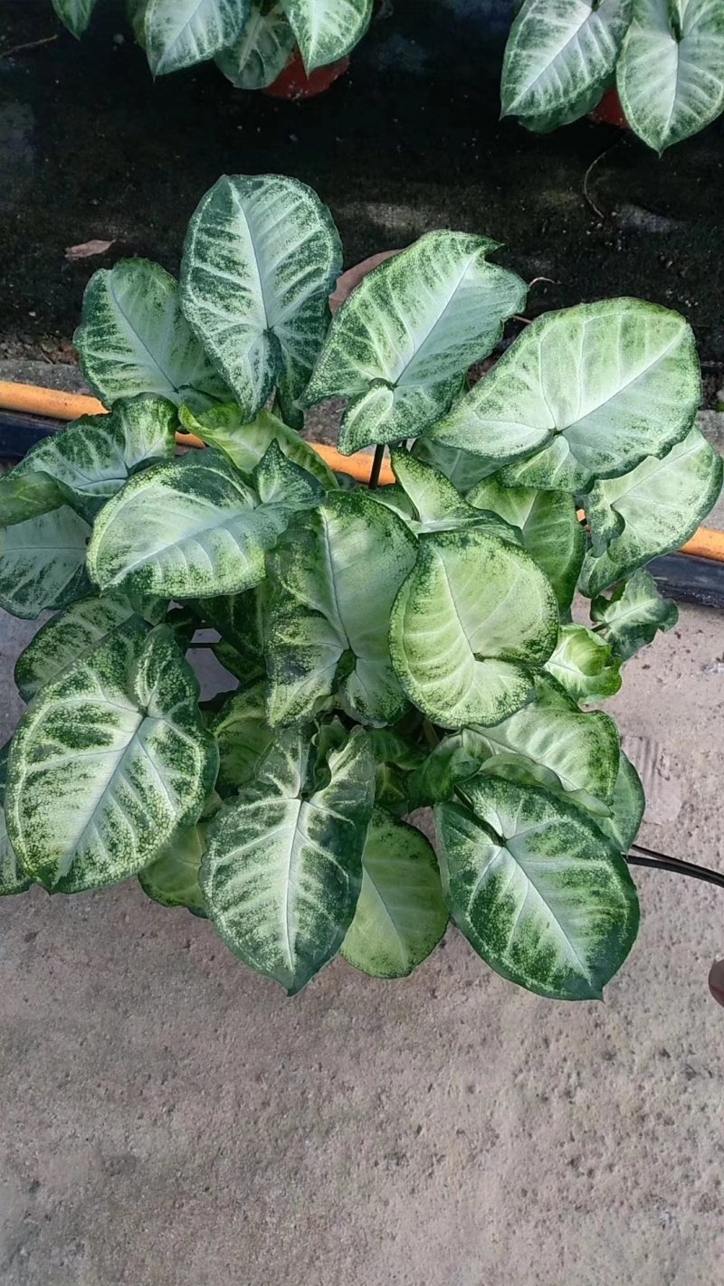 合果芋绿精灵