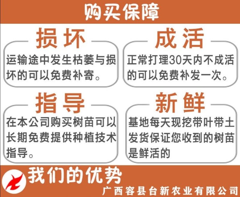 纯甜黄金百香果苗芭乐味巴西金霸脱毒嫁接苗高产抗病毒