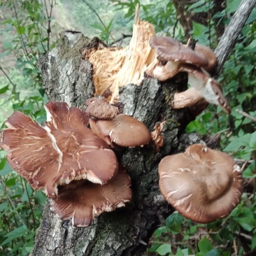 正宗野生干蘑菇