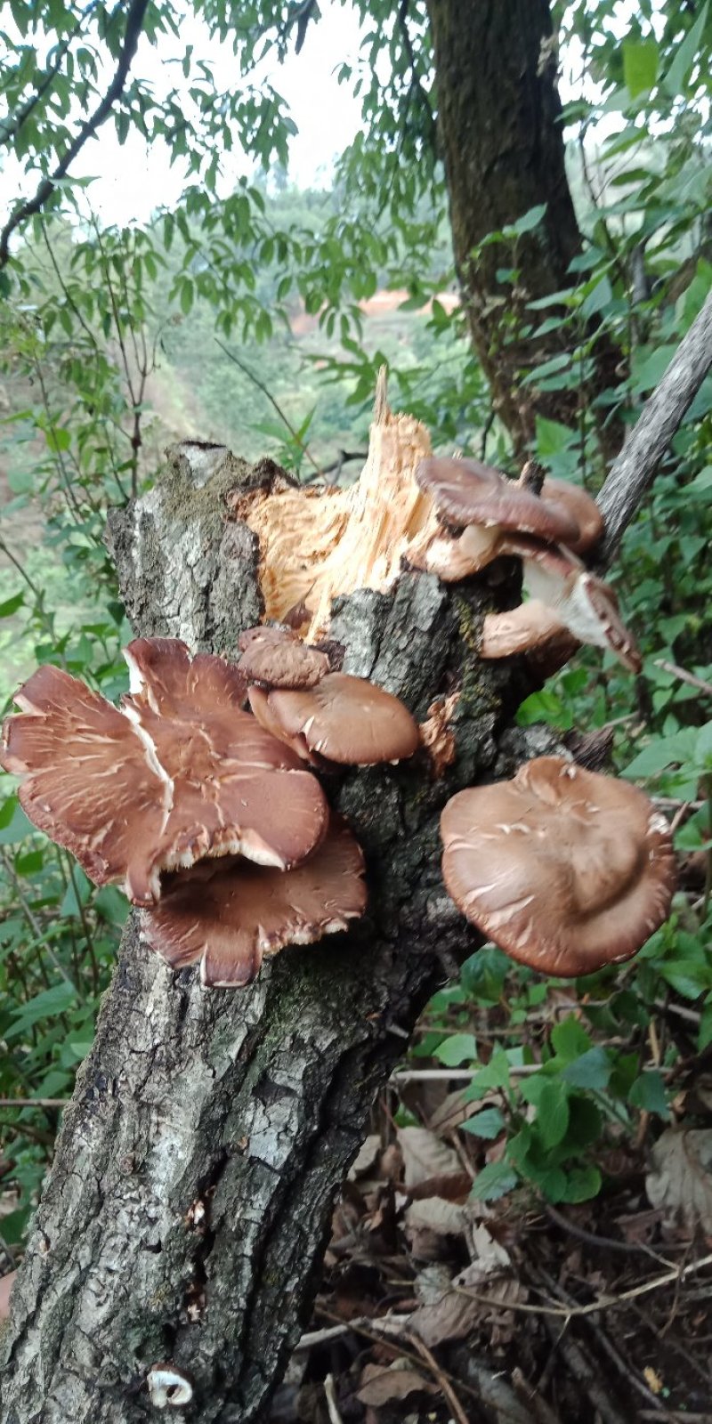 正宗野生干蘑菇