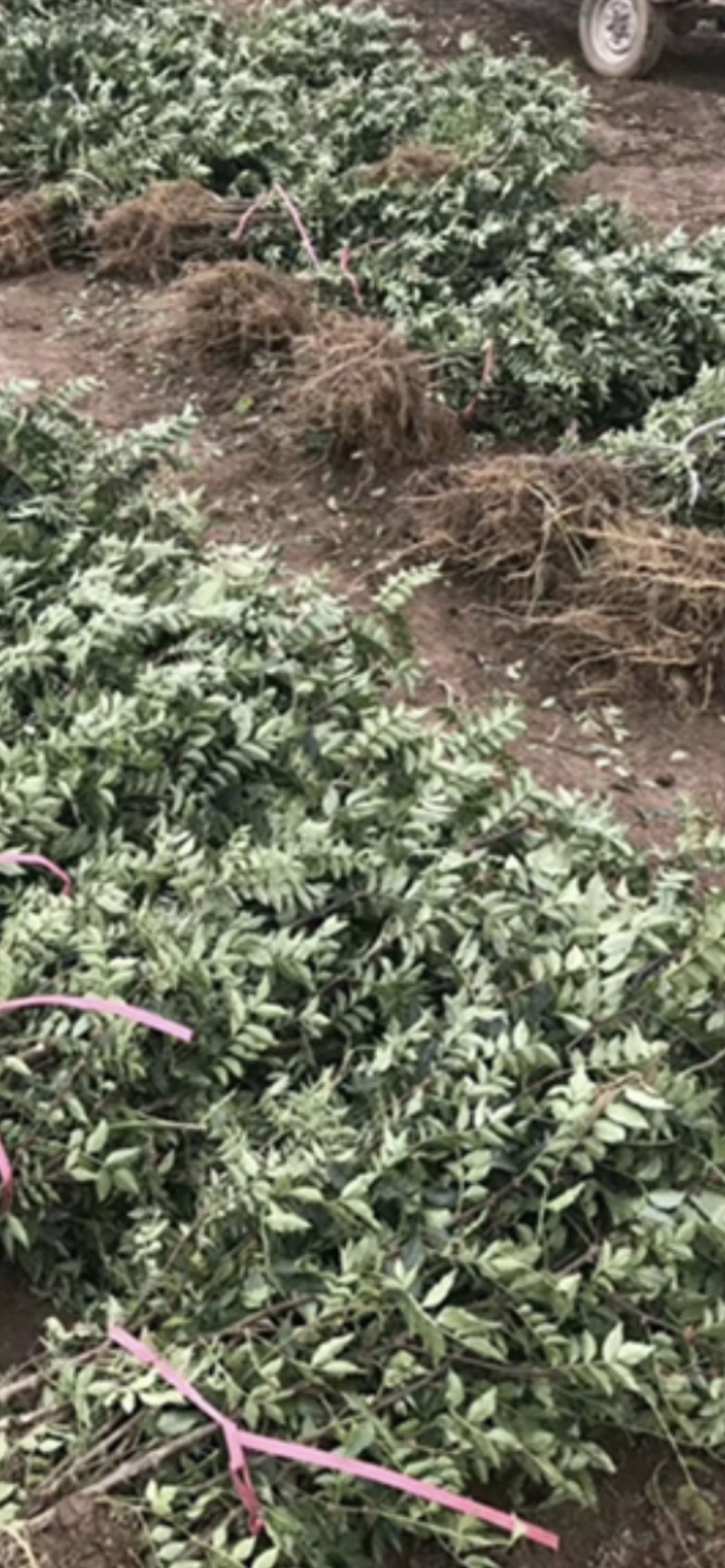 现货现卖！保湿发货南强二号花椒苗