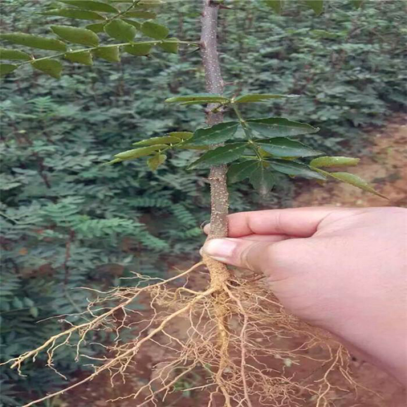 现货现卖！保湿发货南强二号花椒苗