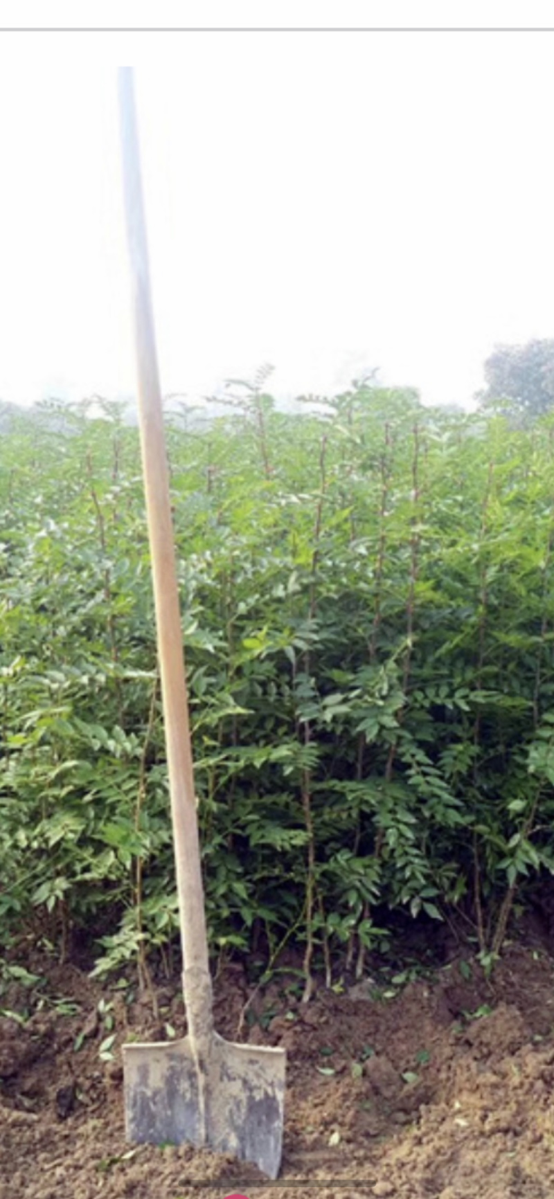 现货现卖！保湿发货南强二号花椒苗