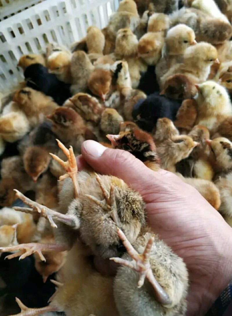 【促销】青脚麻鸡苗麻鸡苗运输死亡包赔，包打疫苗包技术