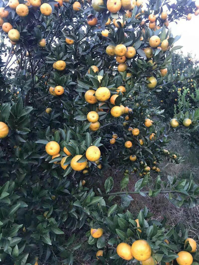 正宗大量桂林全州各种橘子上市了