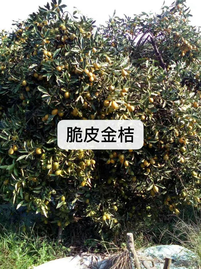正宗大量桂林全州各种橘子上市了