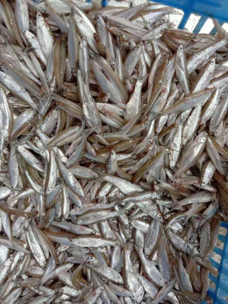 白肖翘白叼子油炸鱼干天然鱼干油炸白条精品鱼干