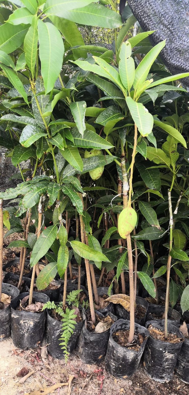 金煌芒果树苗自育自销(正宗嫁接15X18营养杯)常年可栽