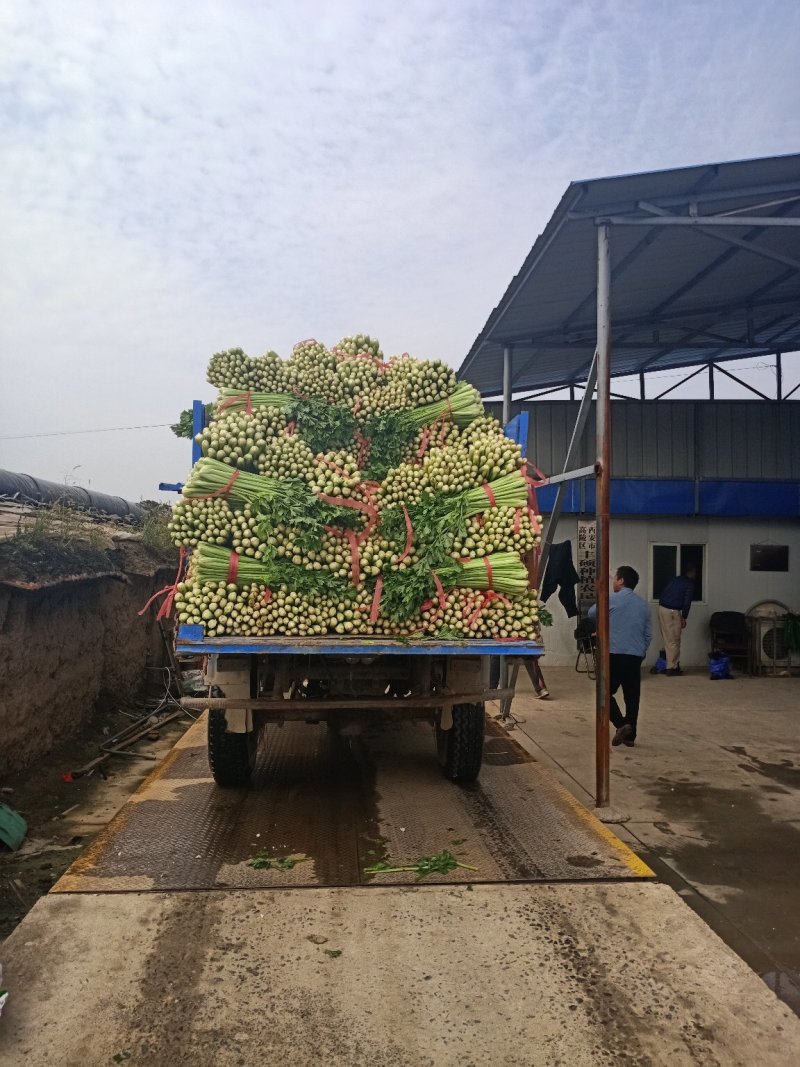 万亩大棚温室芹菜上市中.欢迎全国各地的朋友订购