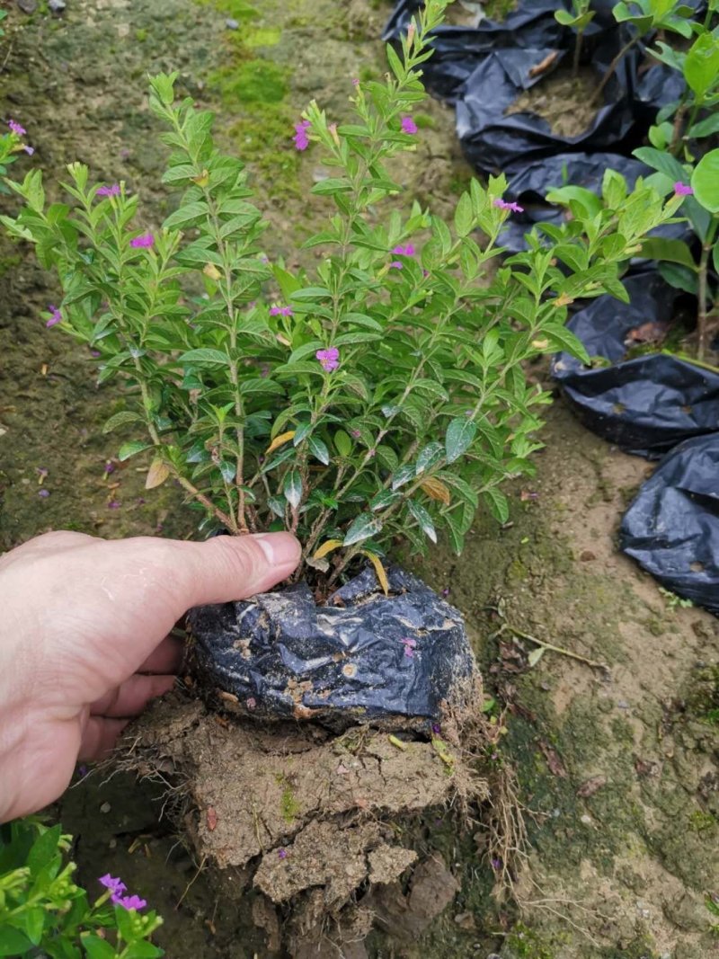 供应绿化苗木满天星杯苗地栽地被满天星花小苗基地直，批发