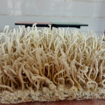 金蝉花