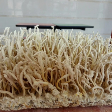 金蝉花