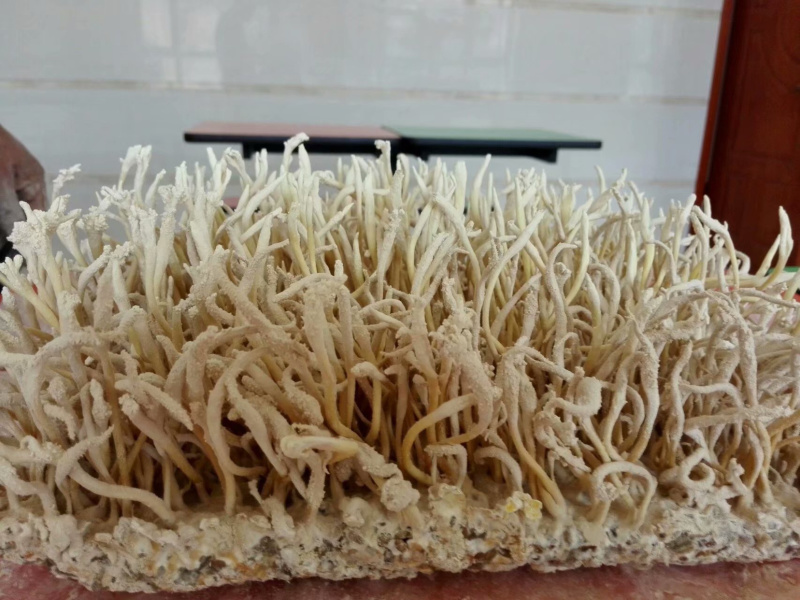 金蝉花