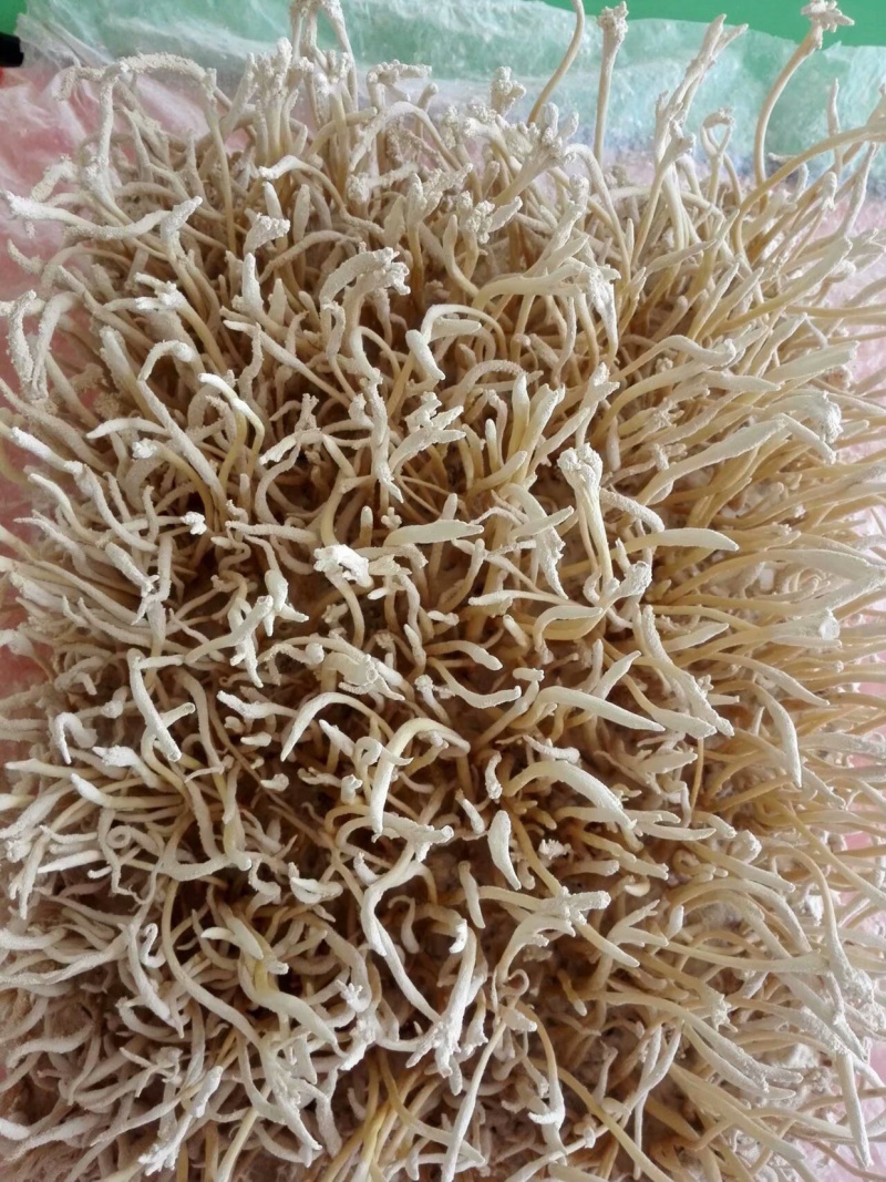 金蝉花