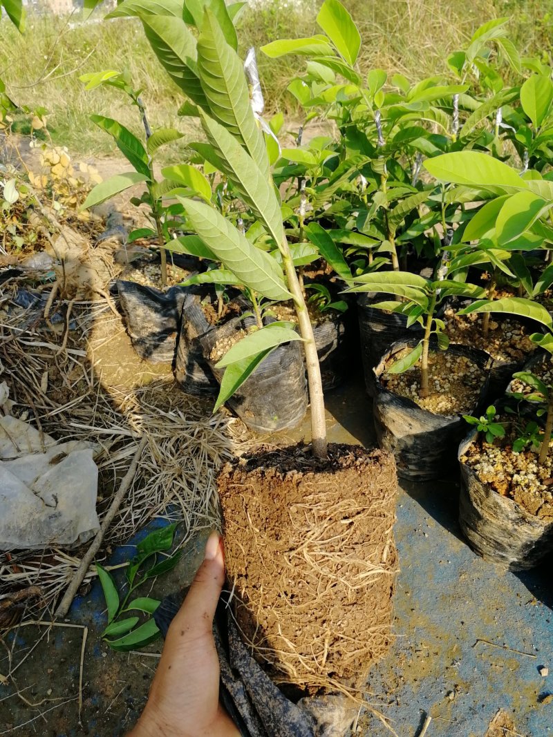 牛心钻木凤梨释迦果苗