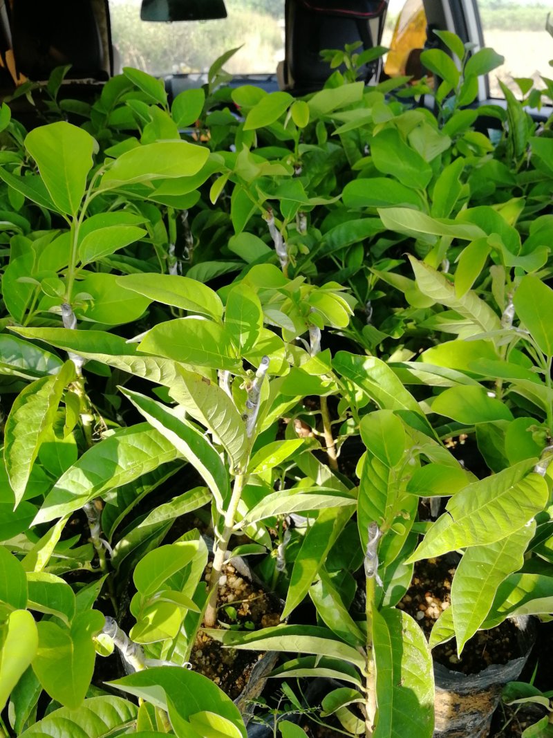 牛心钻木凤梨释迦果苗