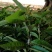 牛心钻木凤梨释迦果苗