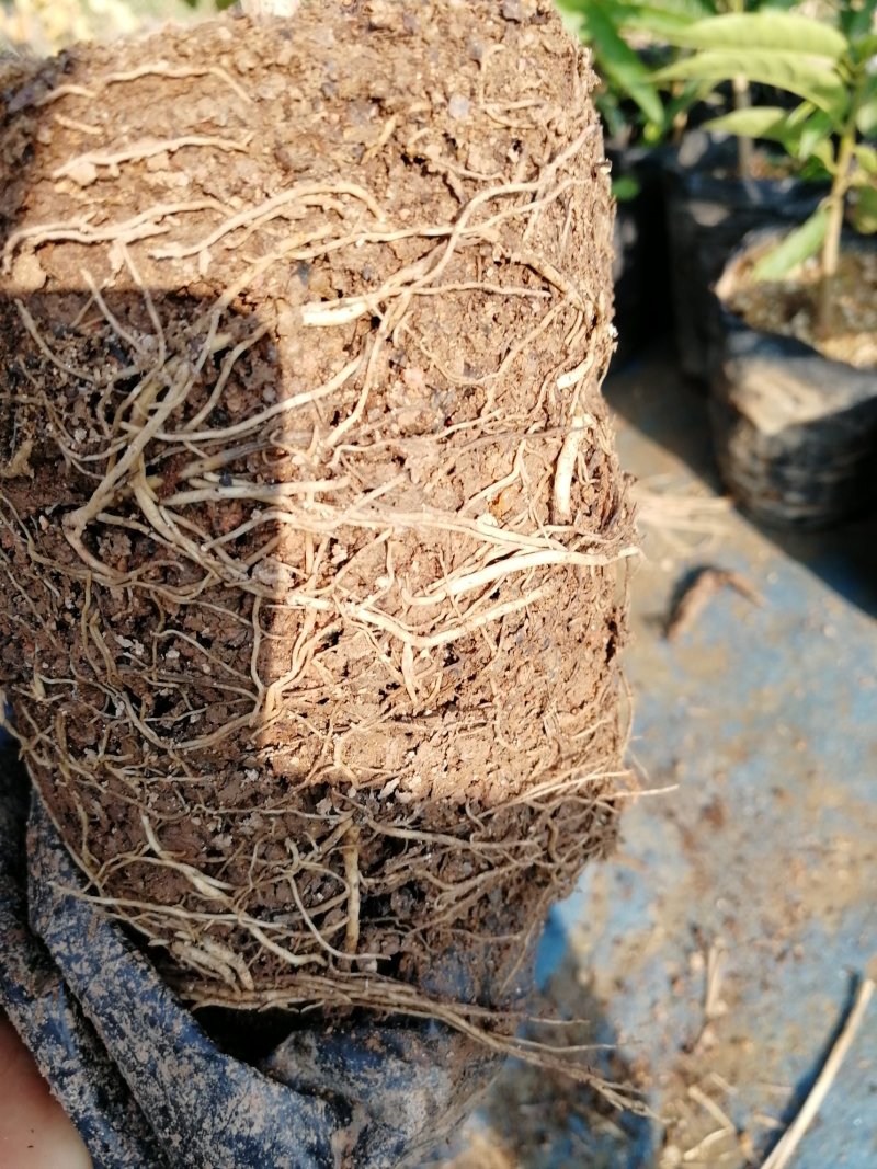 牛心钻木凤梨释迦果苗