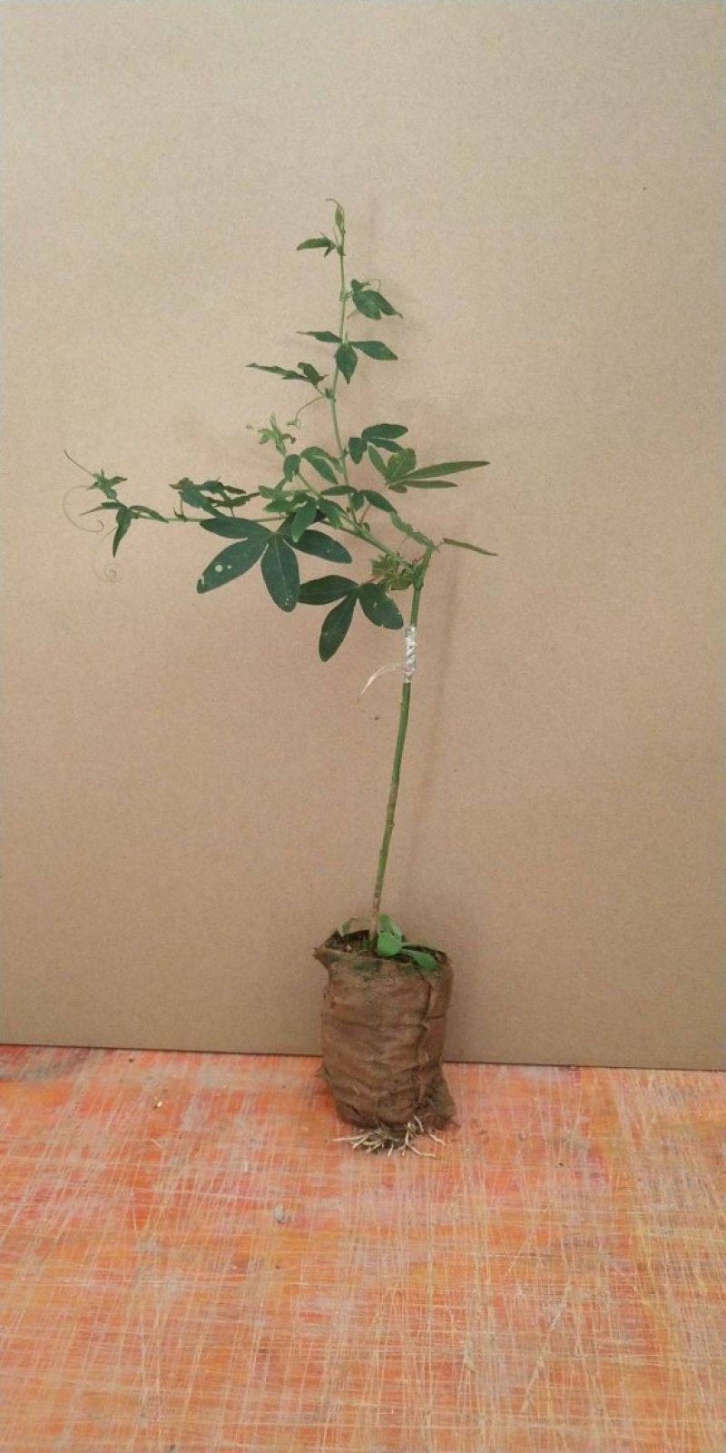 百香果苗果树苗紫香黄金果满天星爬藤四季果苗盆栽地栽当年结