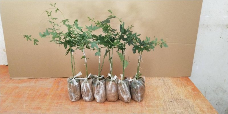 百香果苗果树苗紫香黄金果满天星爬藤四季果苗盆栽地栽当年结