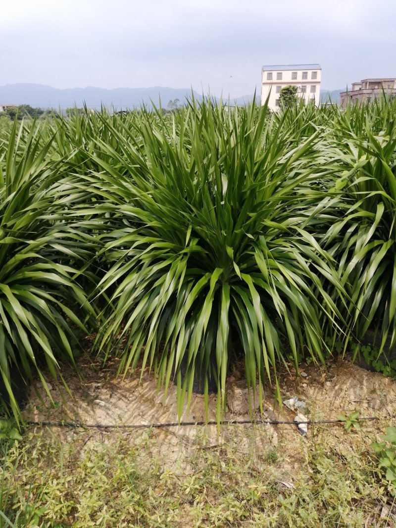 龙须树大型绿植多头龙血树龙铁树室内客厅盆栽花卉植物办公室