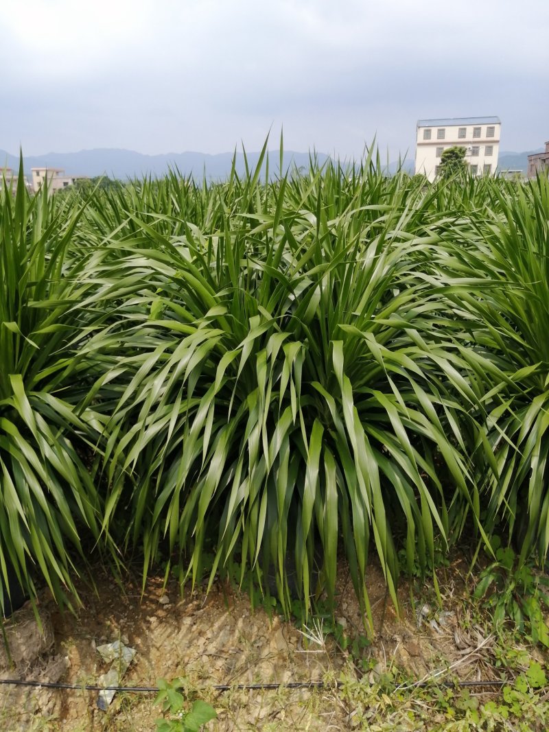 龙须树大型绿植多头龙血树龙铁树室内客厅盆栽花卉植物办公室