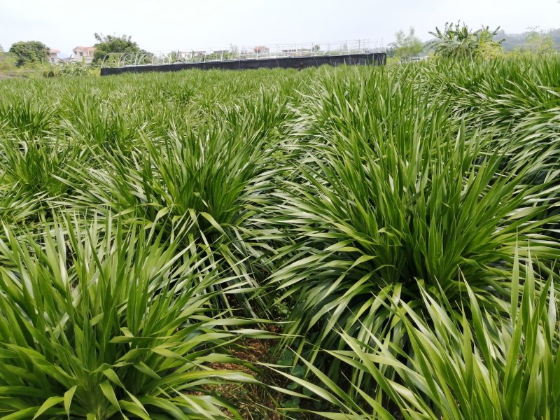 龙须树大型绿植多头龙血树龙铁树室内客厅盆栽花卉植物办公室