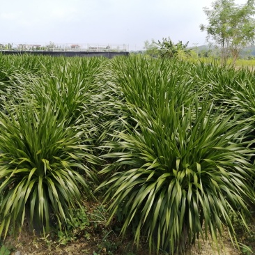 龙须树大型绿植多头龙血树龙铁树室内客厅盆栽花卉植物办公室