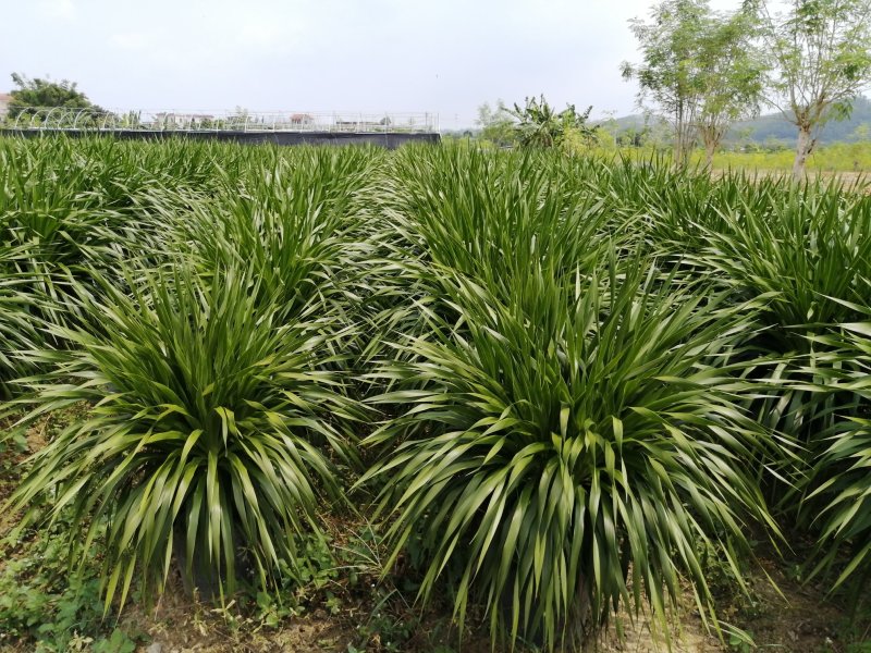 龙须树大型绿植多头龙血树龙铁树室内客厅盆栽花卉植物办公室