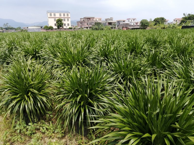 龙须树大型绿植多头龙血树龙铁树室内客厅盆栽花卉植物办公室