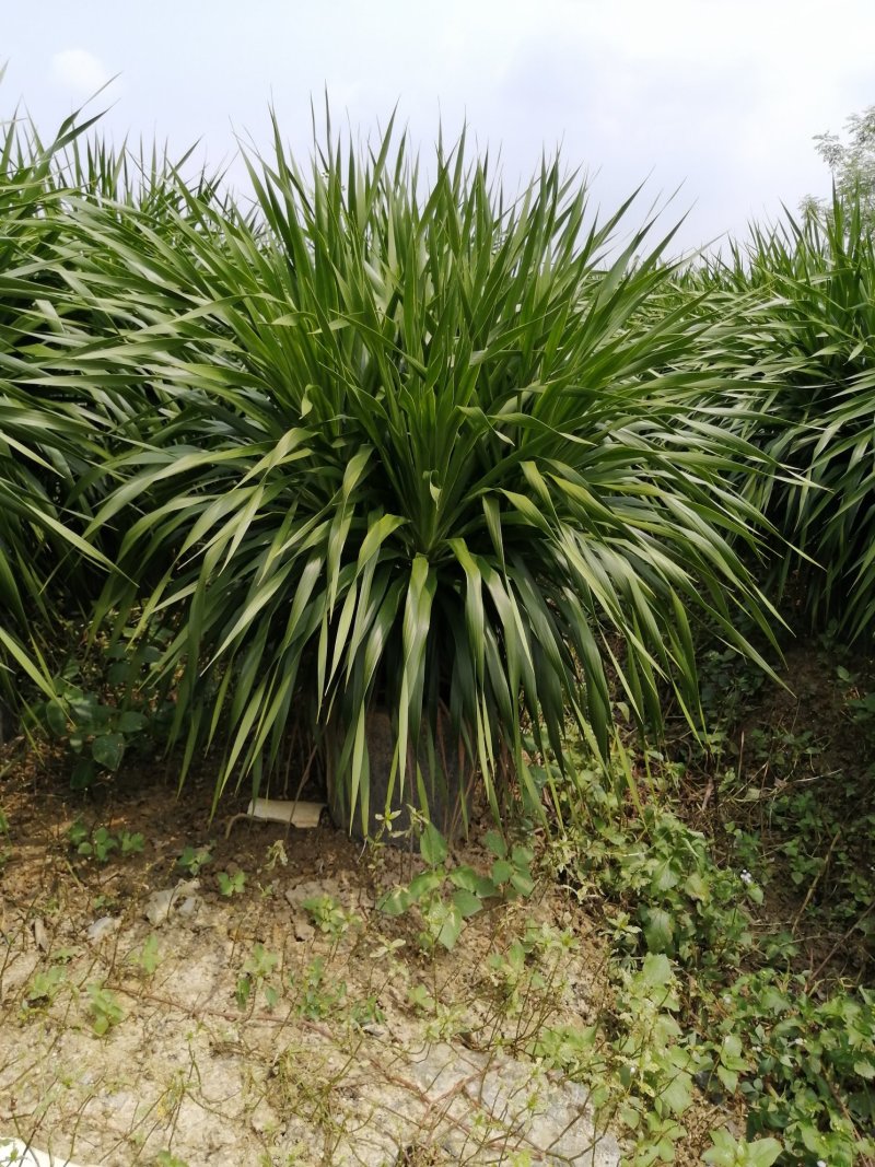 龙须树大型绿植多头龙血树龙铁树室内客厅盆栽花卉植物办公室