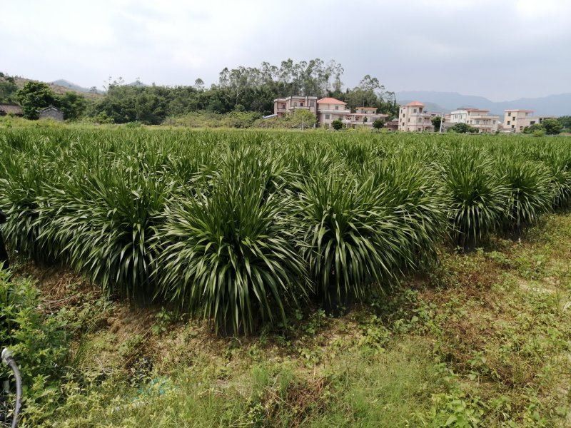 龙须树大型绿植多头龙血树龙铁树室内客厅盆栽花卉植物办公室