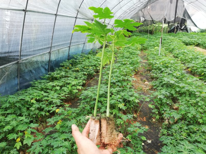 木瓜苗树红肉大青海南冰糖心牛奶泰国黄金南方种四季特