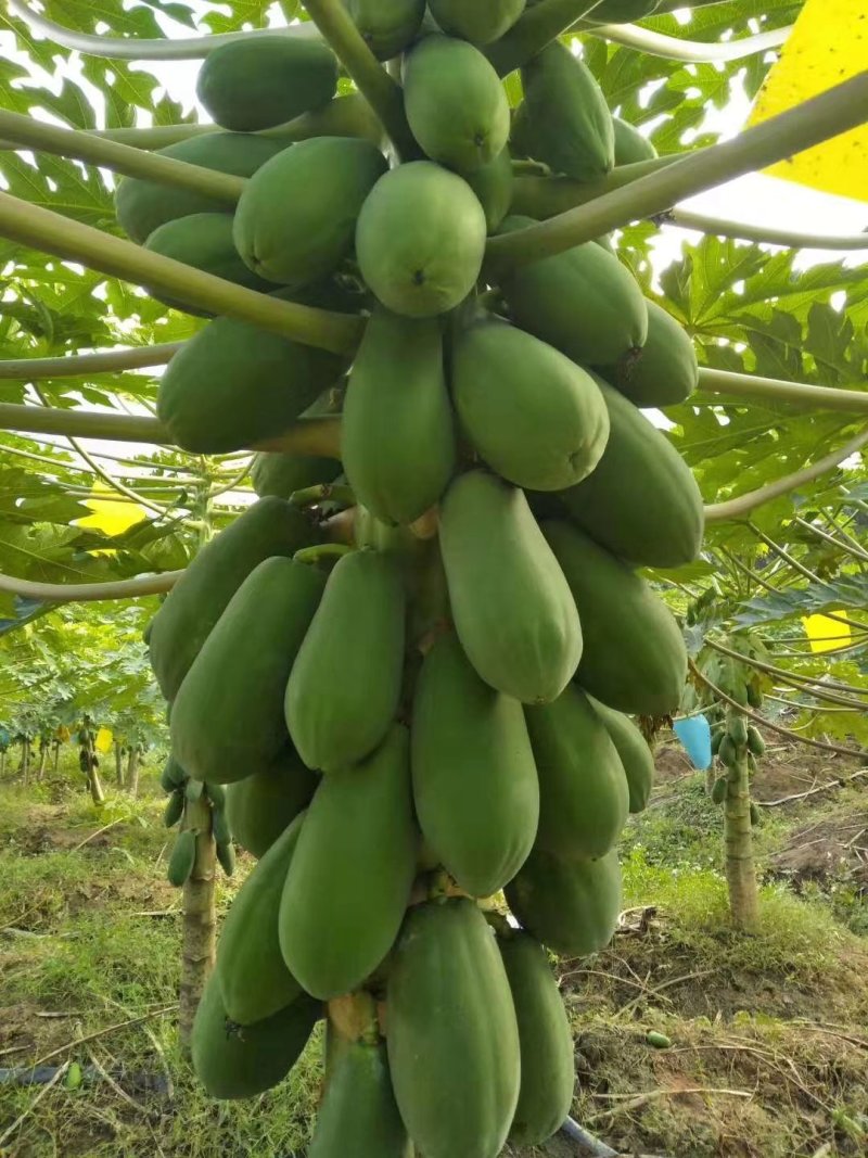 木瓜苗树红肉大青海南冰糖心牛奶泰国黄金南方种四季特