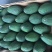 广西牛油果树苗带花发货鳄梨哈斯桂垦南方种植地载果苗